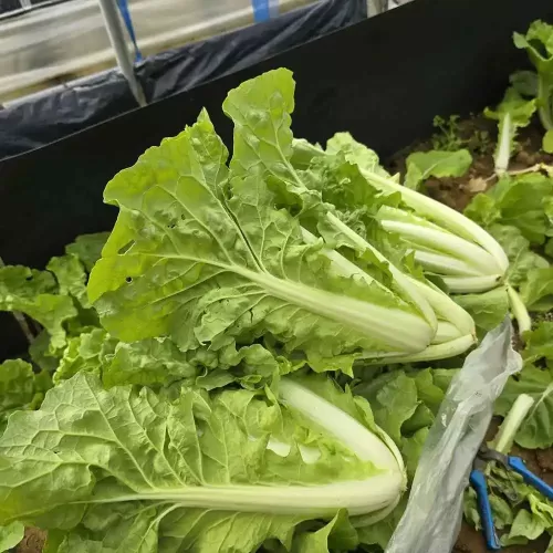 hạt giống cải bẹ dún