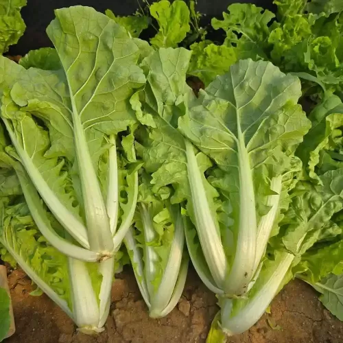 hạt giống cải bẹ dún