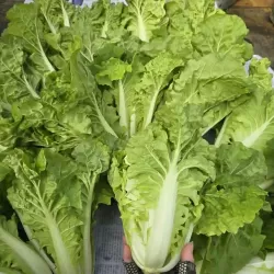 Hạt giống rau cải bẹ dún Hạt giống rau cải bẹ dún