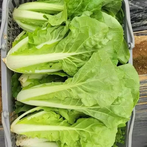 hạt giống cải bẹ dún