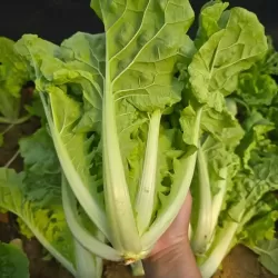 Hạt giống rau cải bẹ dún Hạt giống rau cải bẹ dún