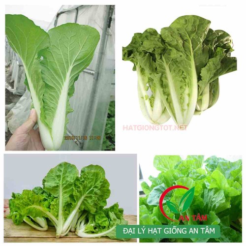 Hạt giống rau cải bẹ dún