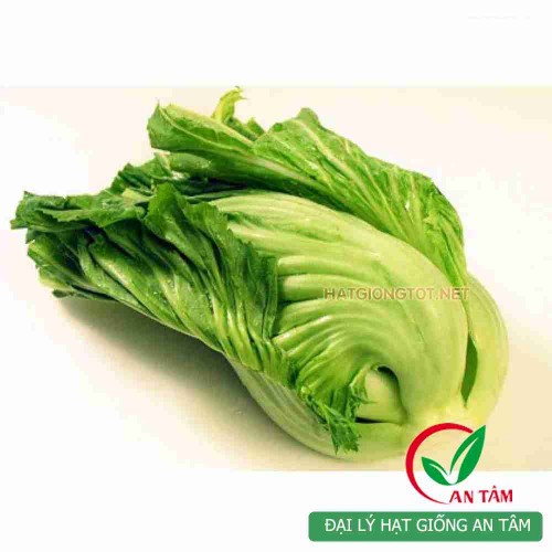 Hạt giống rau cải bẹ muối dưa