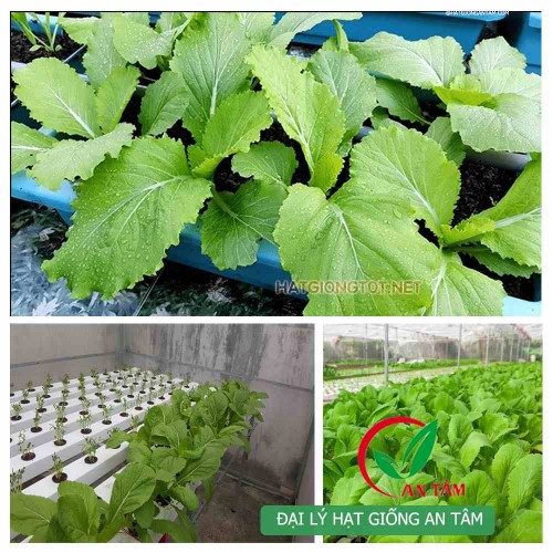 Hạt giống rau cải bẹ xanh