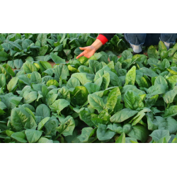 Hạt giống rau bina chân vịt