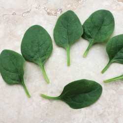 Hạt giống cải bó xôi baby