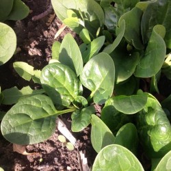 Hạt giống cải bó xôi baby