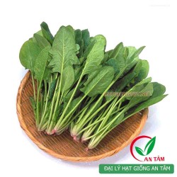 Hạt giống rau cải bó xôi chịu nhiệt F1