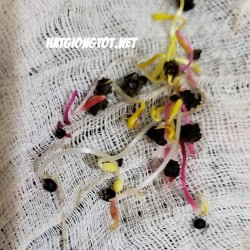 Hạt giống rau cải cầu vồng Swiss Chard