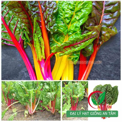 Hạt giống rau cải cầu vồng Swiss Chard