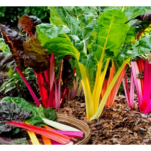 Hạt giống rau cải cầu vồng Swiss Chard