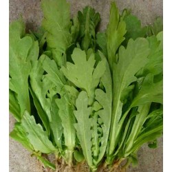 Hạt giống rau cải cúc nếp