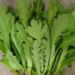 Hạt giống rau cải cúc nếp