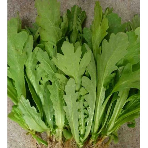 Hạt giống rau cải cúc nếp