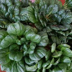 Hạt giống cải hoa hồng tatsoi
