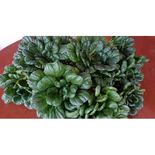 Hạt giống cải hoa hồng tatsoi
