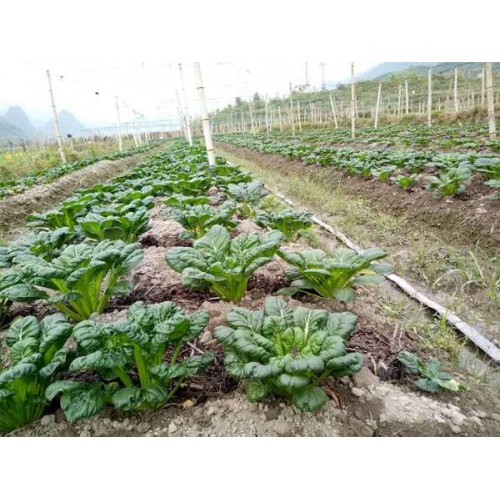 Hạt giống cải hoa hồng tatsoi