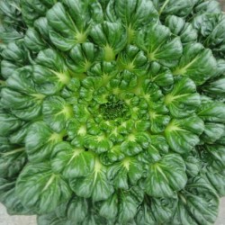Hạt giống cải hoa hồng tatsoi