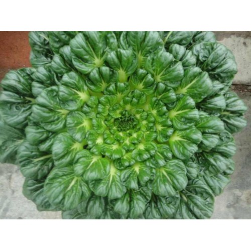 Hạt giống cải hoa hồng tatsoi