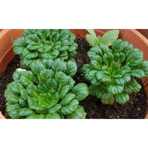 Hạt giống cải hoa hồng tatsoi