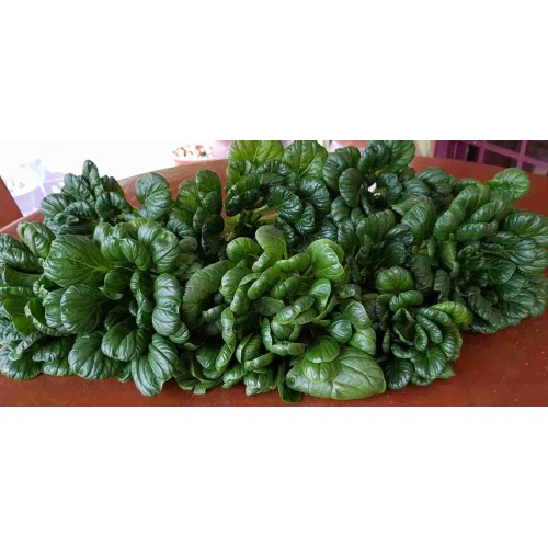 Hạt giống cải hoa hồng tatsoi