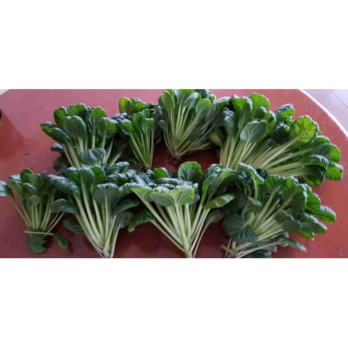 Hạt giống cải hoa hồng tatsoi