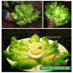 Hạt giống rau cải mầm đá Hạt giống rau cải mầm đá