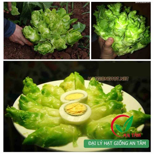 Hạt giống rau cải mầm đá