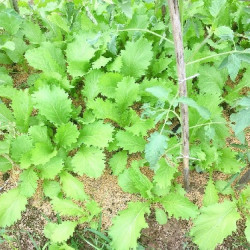 Hạt giống rau cải mèo ngọt