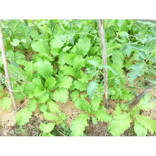 Hạt giống rau cải mèo ngọt