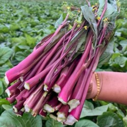 Hạt giống cải ngồng đỏ Hạt giống cải ngồng đỏ