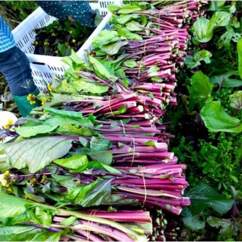 Hạt giống cải ngồng đỏ