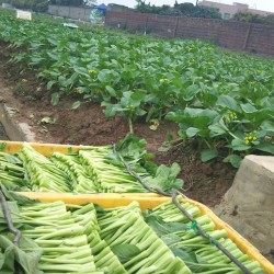 Hạt giống rau cải ngồng siêu ngọn