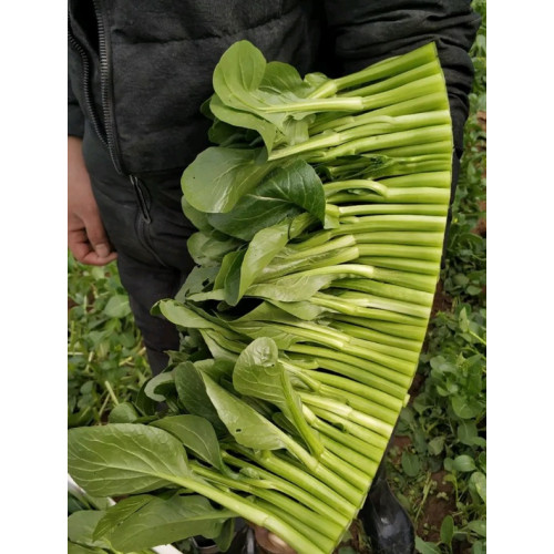 Hạt giống rau cải ngồng siêu ngọn