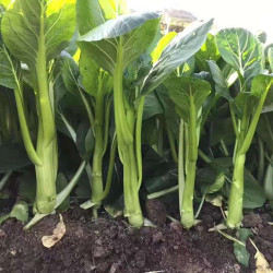 Hạt giống rau cải ngồng siêu ngọn