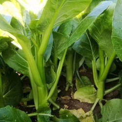 Hạt giống rau cải ngồng siêu ngọn