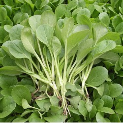 Hạt giống cải ngọt ăn non