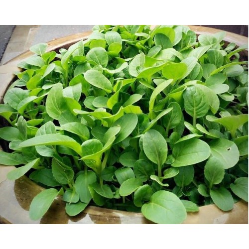 Hạt giống cải ngọt ăn non
