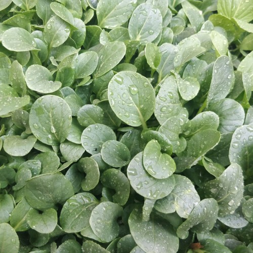 Hạt giống cải ngọt ăn non