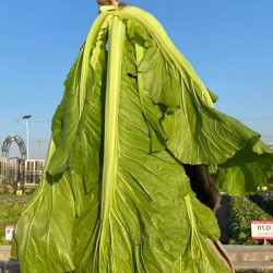 Hạt giống cải ngọt khổng lồ