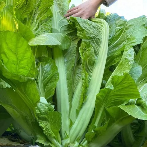 Hạt giống cải ngọt khổng lồ