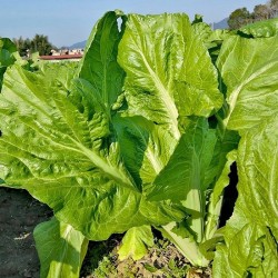 Hạt giống cải ngọt khổng lồ