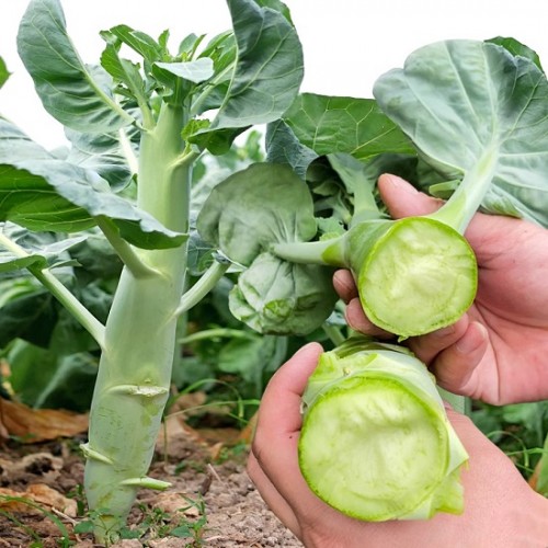 Hạt giống rau cải rổ