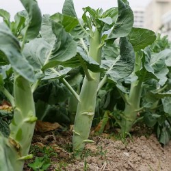 Hạt giống rau cải rổ