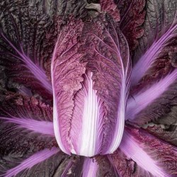 Hạt giống cải thảo tím F1