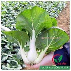 Hạt giống cải bẹ trắng(cải thìa)