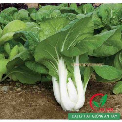 Hạt giống cải bẹ trắng(cải thìa)