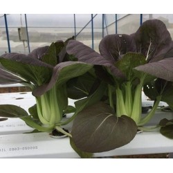 Hạt giống rau cải thìa tím f1 Hạt giống rau cải thìa tím f1