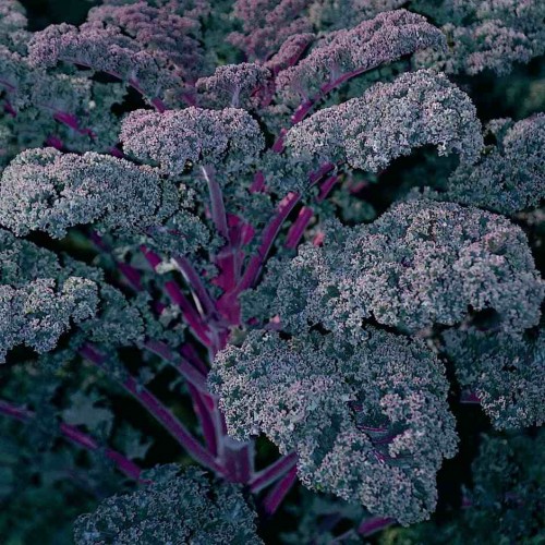 Hạt giống cải xoăn kale tím F1