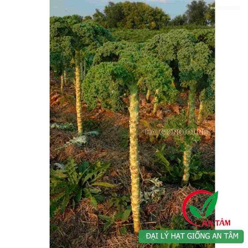 Hạt giống cải xoăn kale khổng lồ
